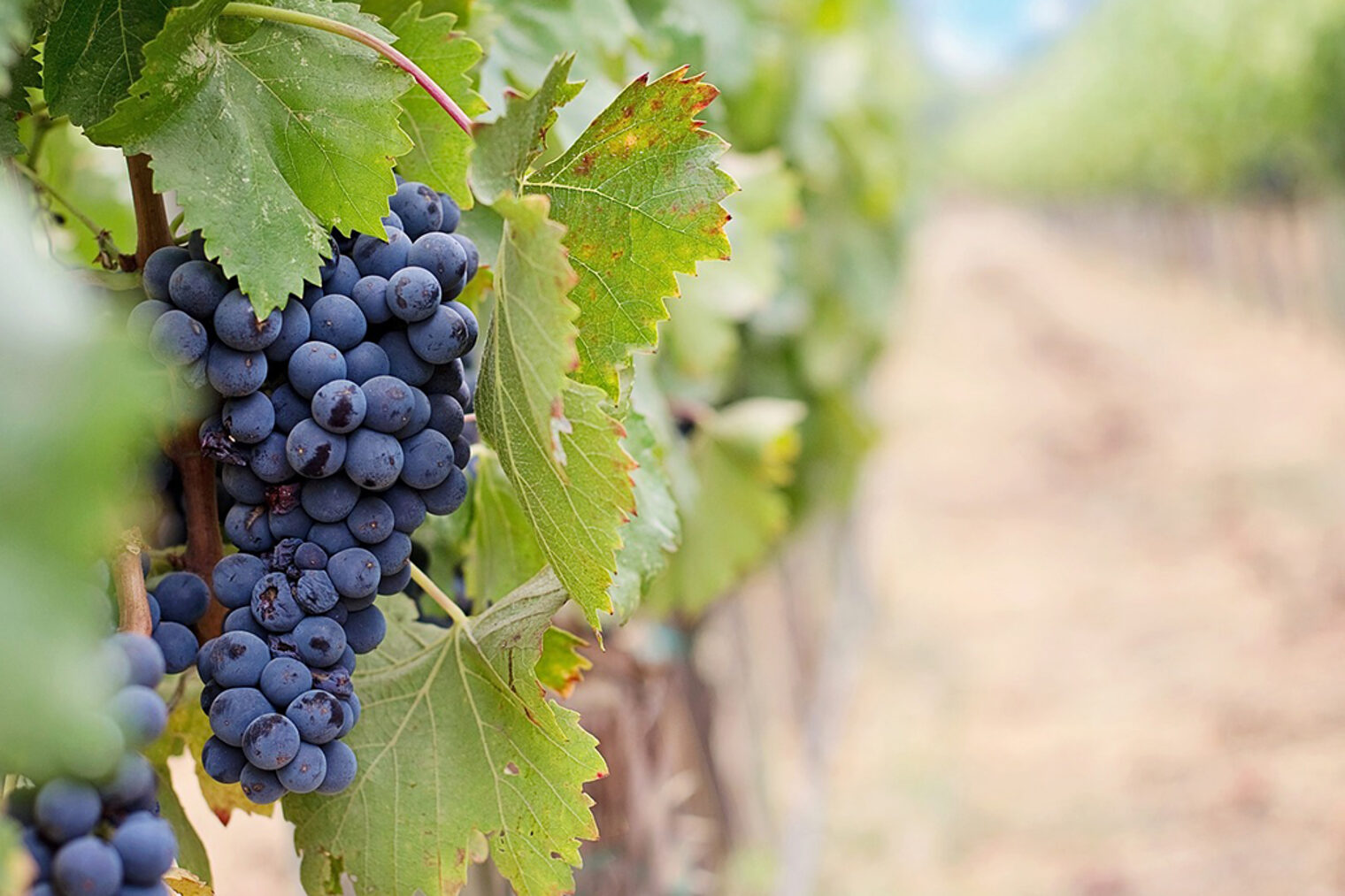 Wein Weintrauben Wein Weintrauben