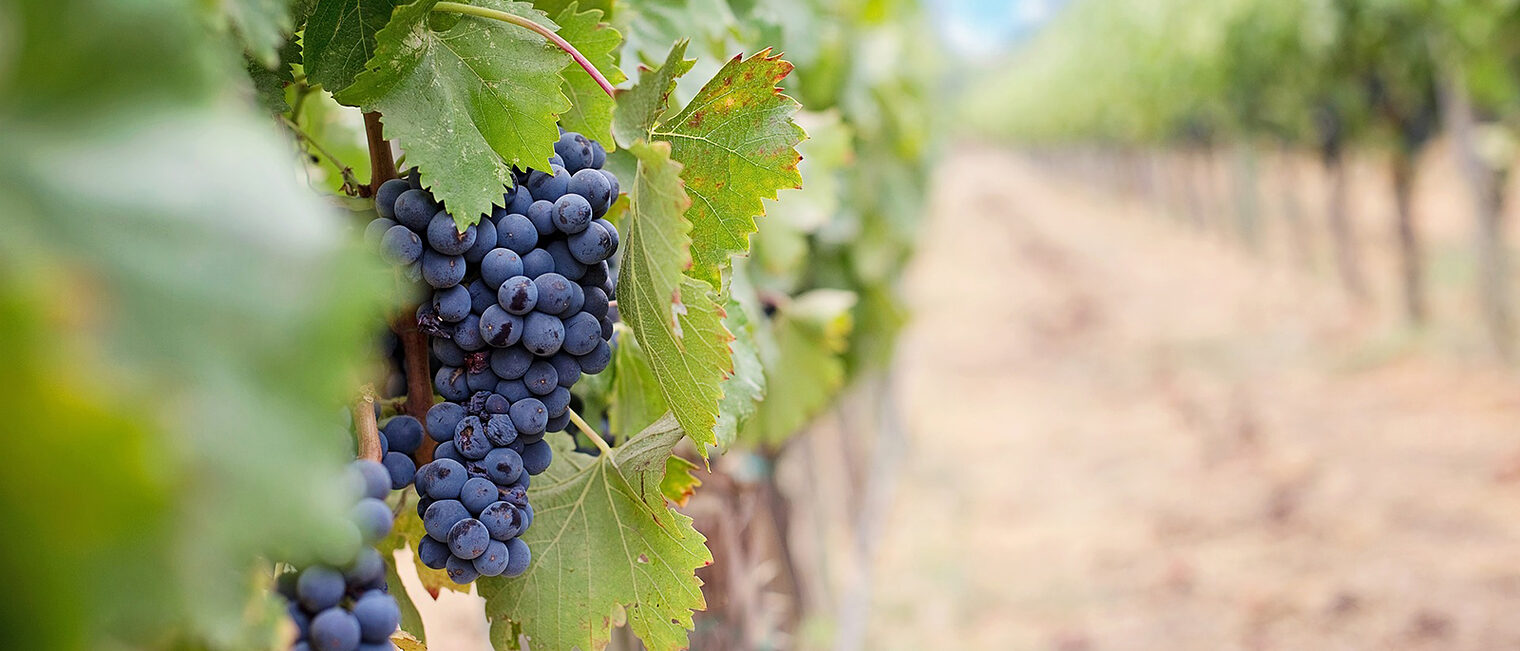 Wein Weintrauben Wein Weintrauben